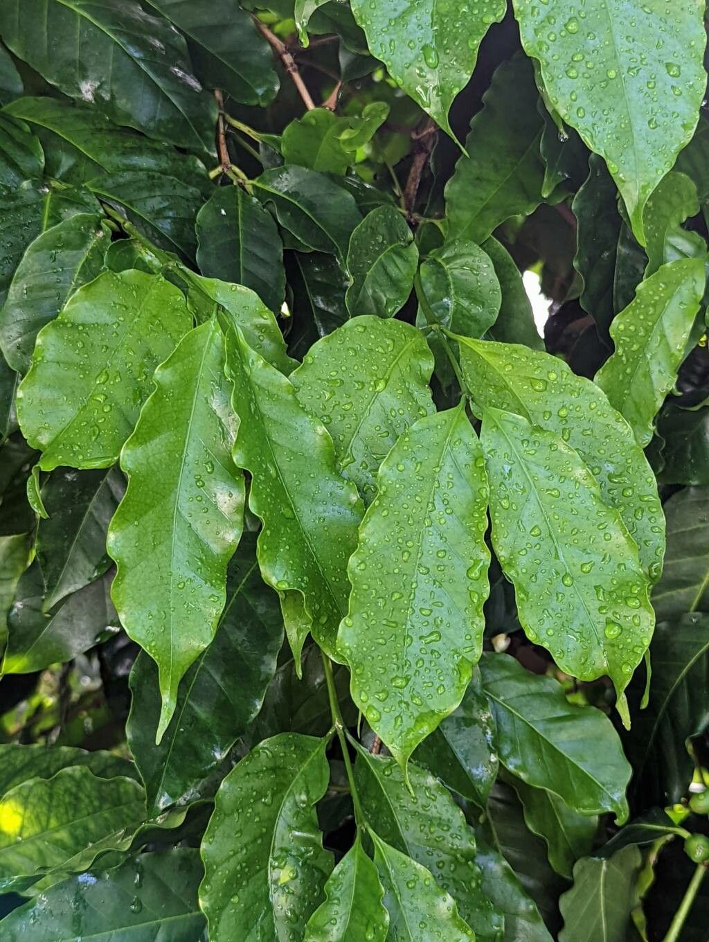 Coffea stenophylla leaf