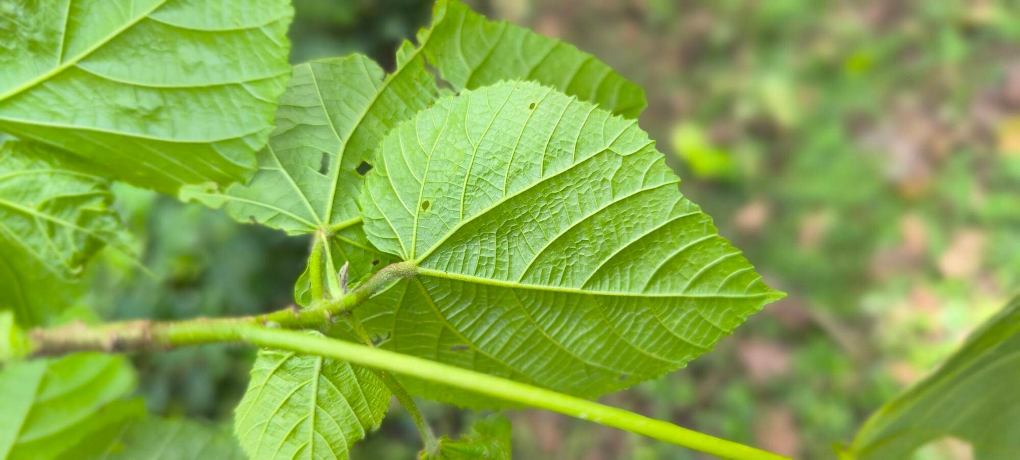 Dombeya kirkii leaf