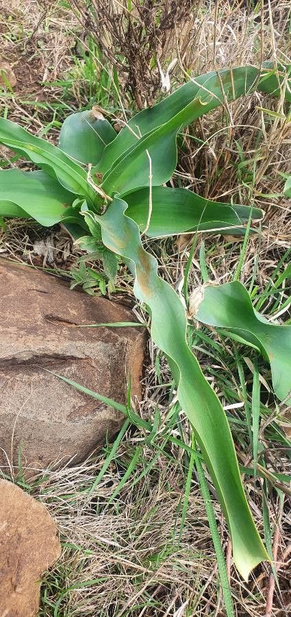 Crinum macowanii leaf