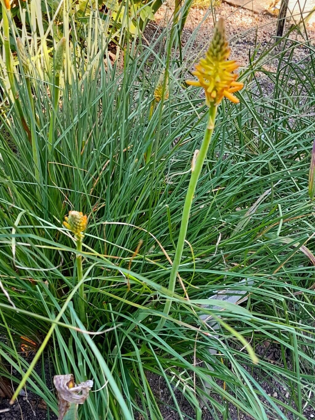 Kniphofia galpinii flower