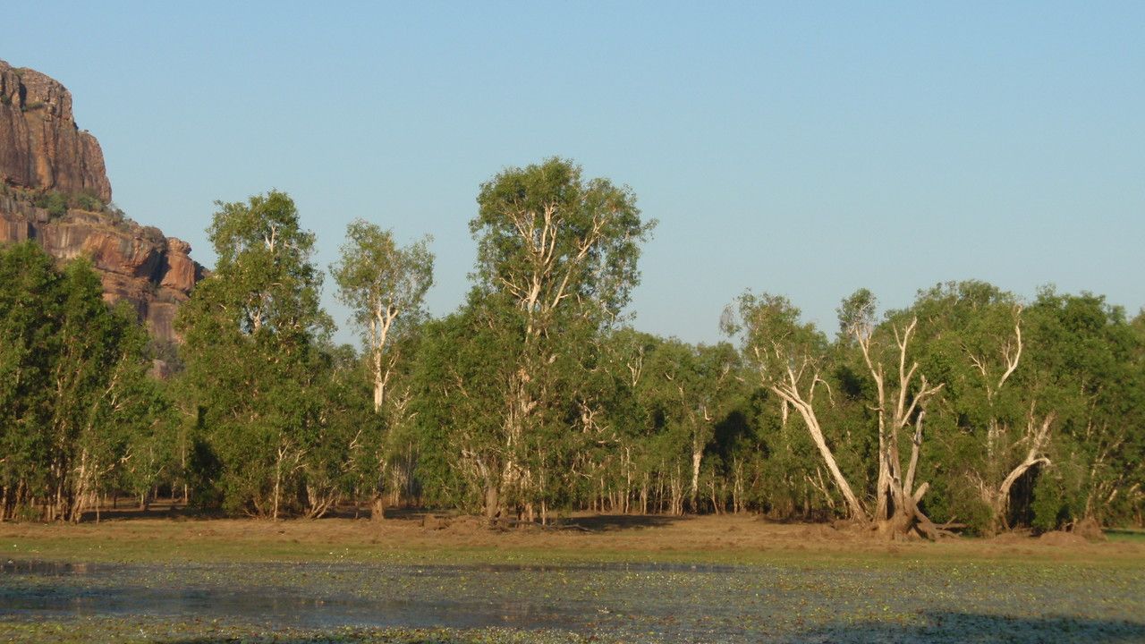 Melaleuca leucadendra habit