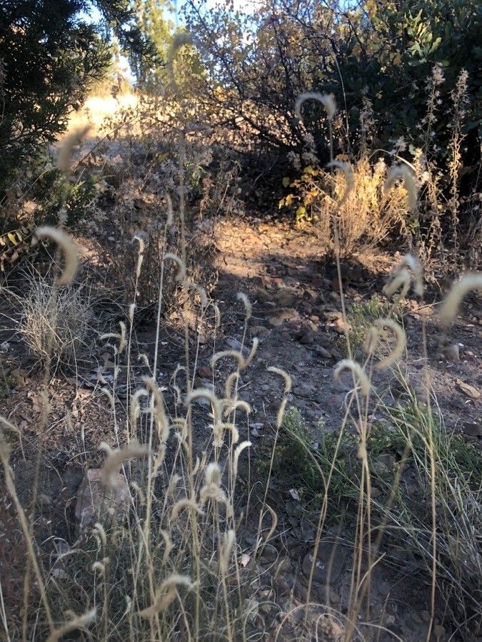 Bouteloua gracilis flower