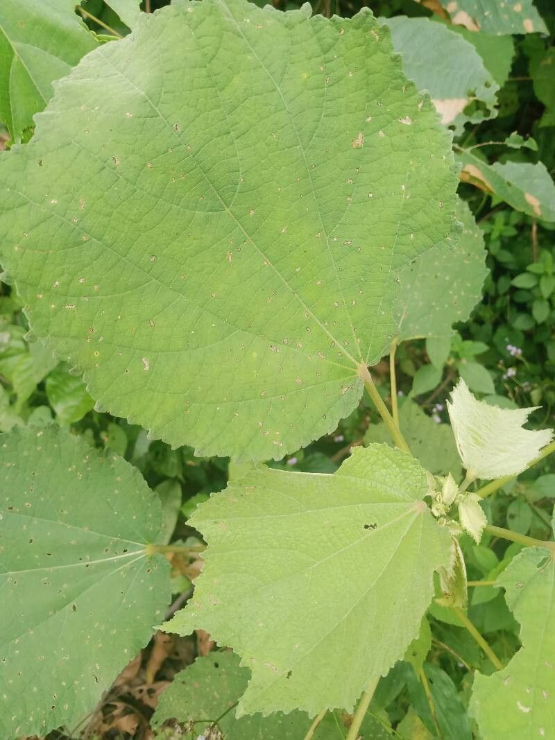 Triumfetta cordifolia — related species from the same genus