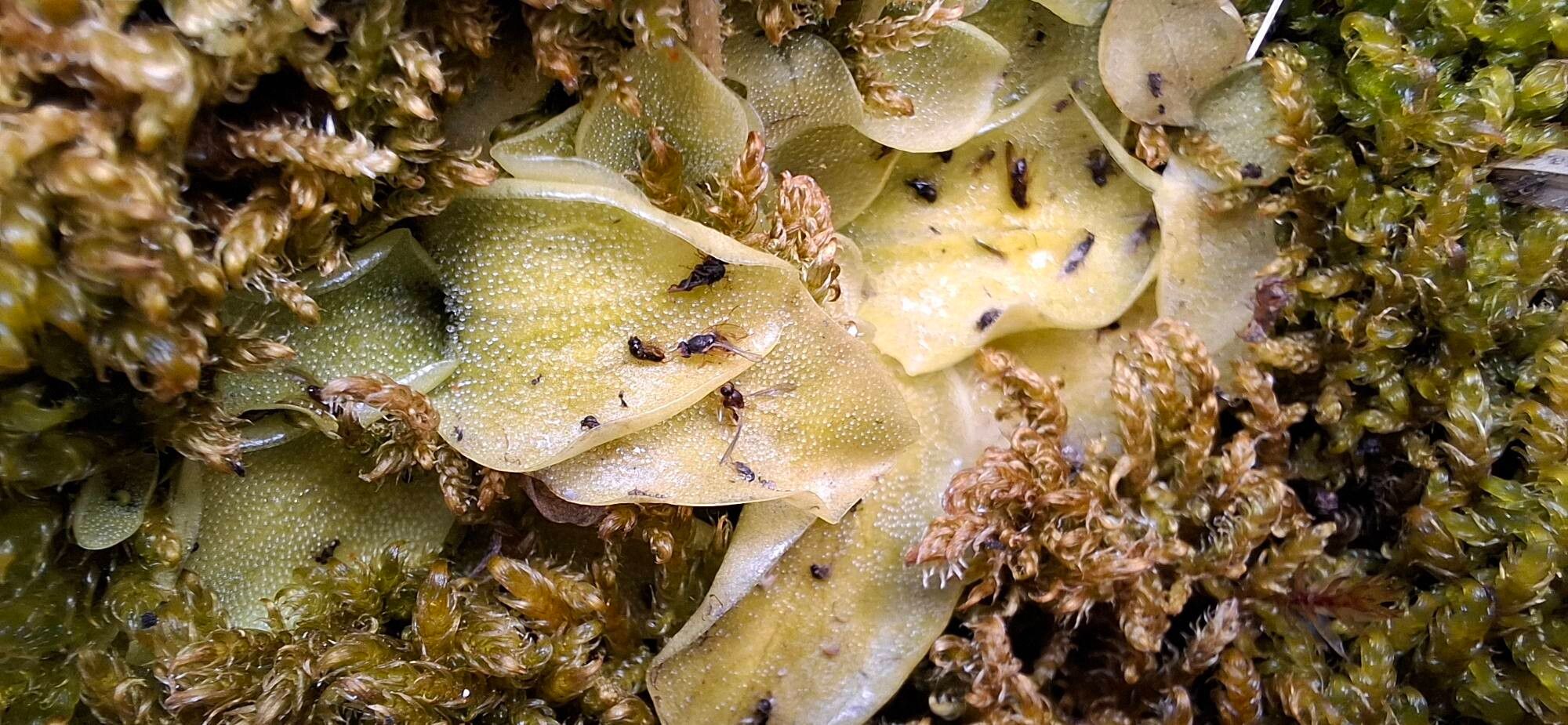 Pinguicula nevadensis leaf