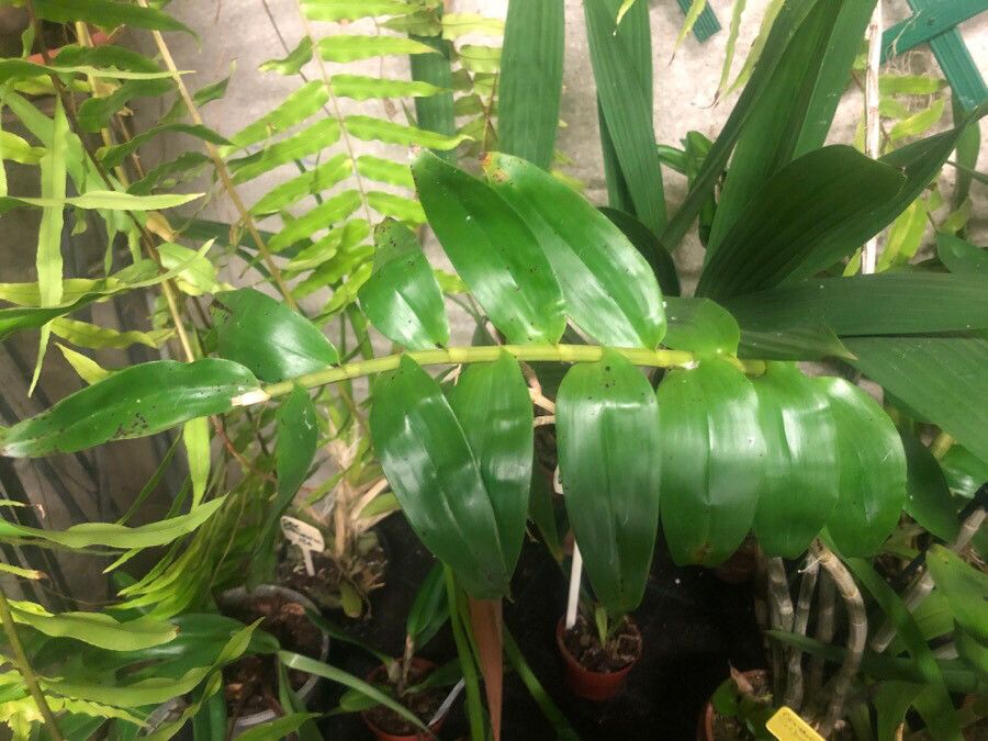 Dendrobium sulphureum — houseplant care guide