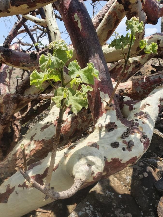 Sterculia africana leaf