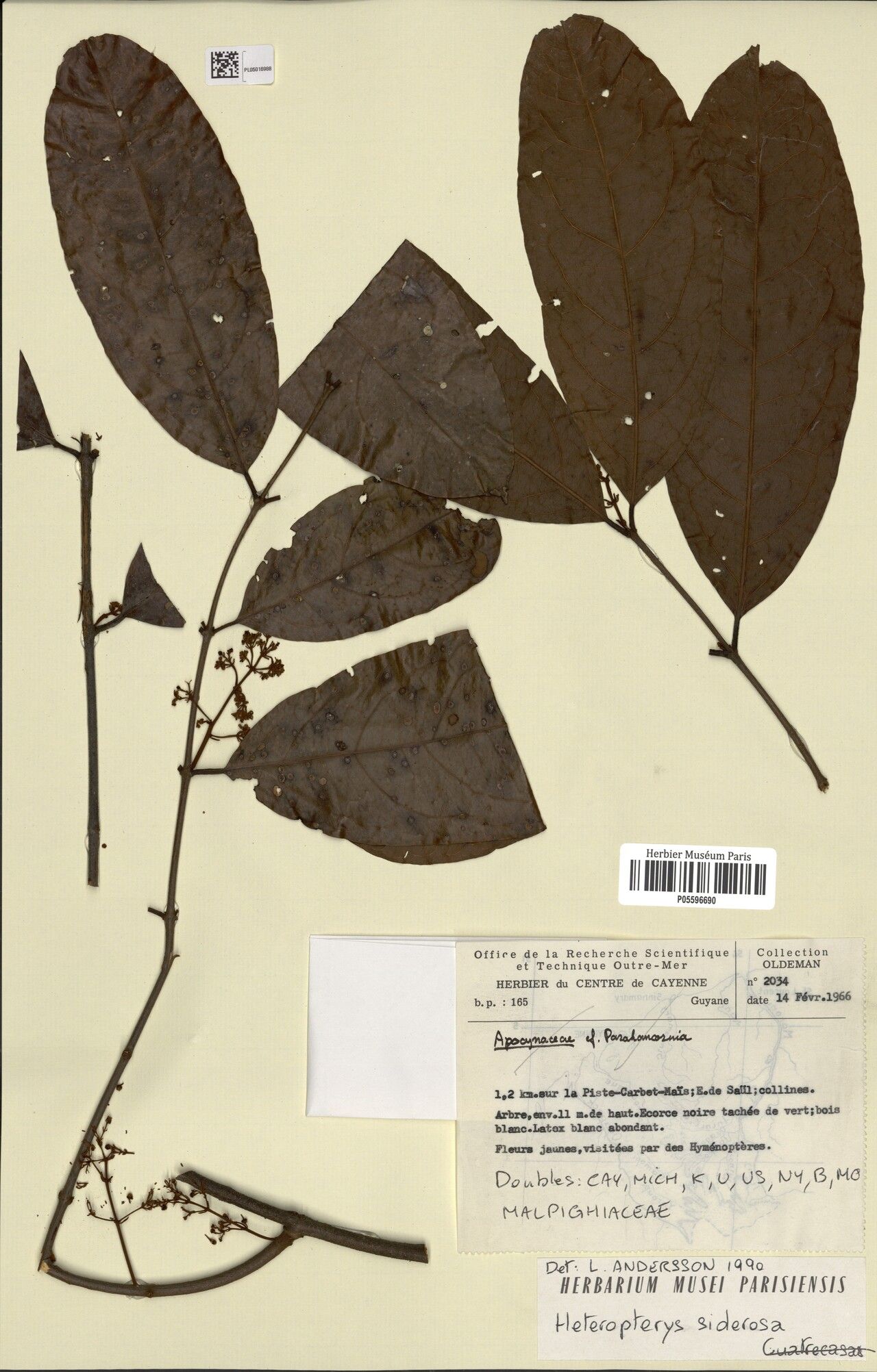 Heteropterys siderosa leaf