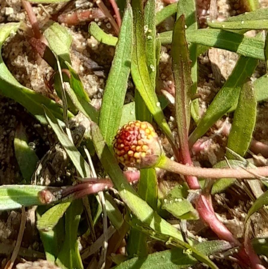 Acmella pusilla other