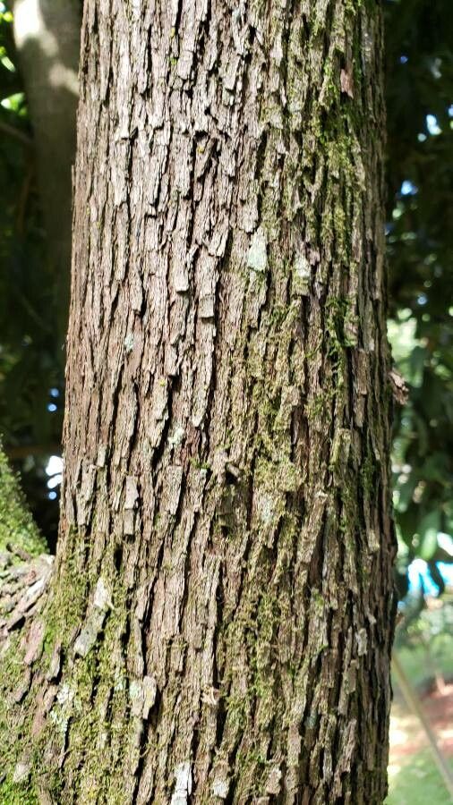 Pouteria caimito bark