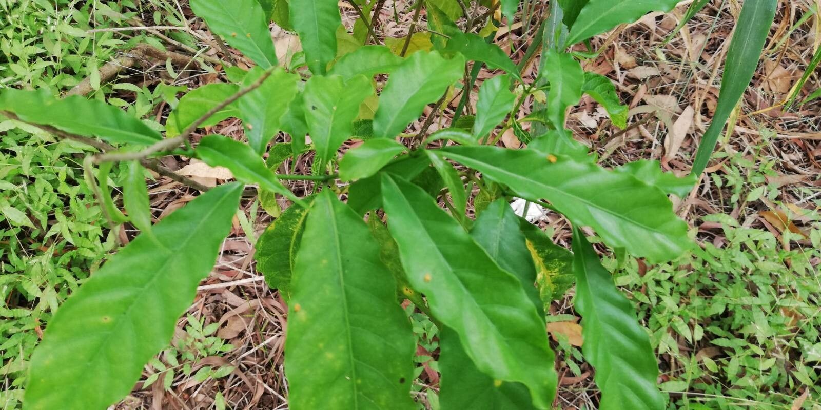 Rauvolfia mannii leaf