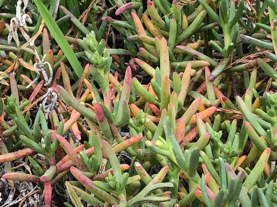 Lampranthus virgatus — houseplant care guide