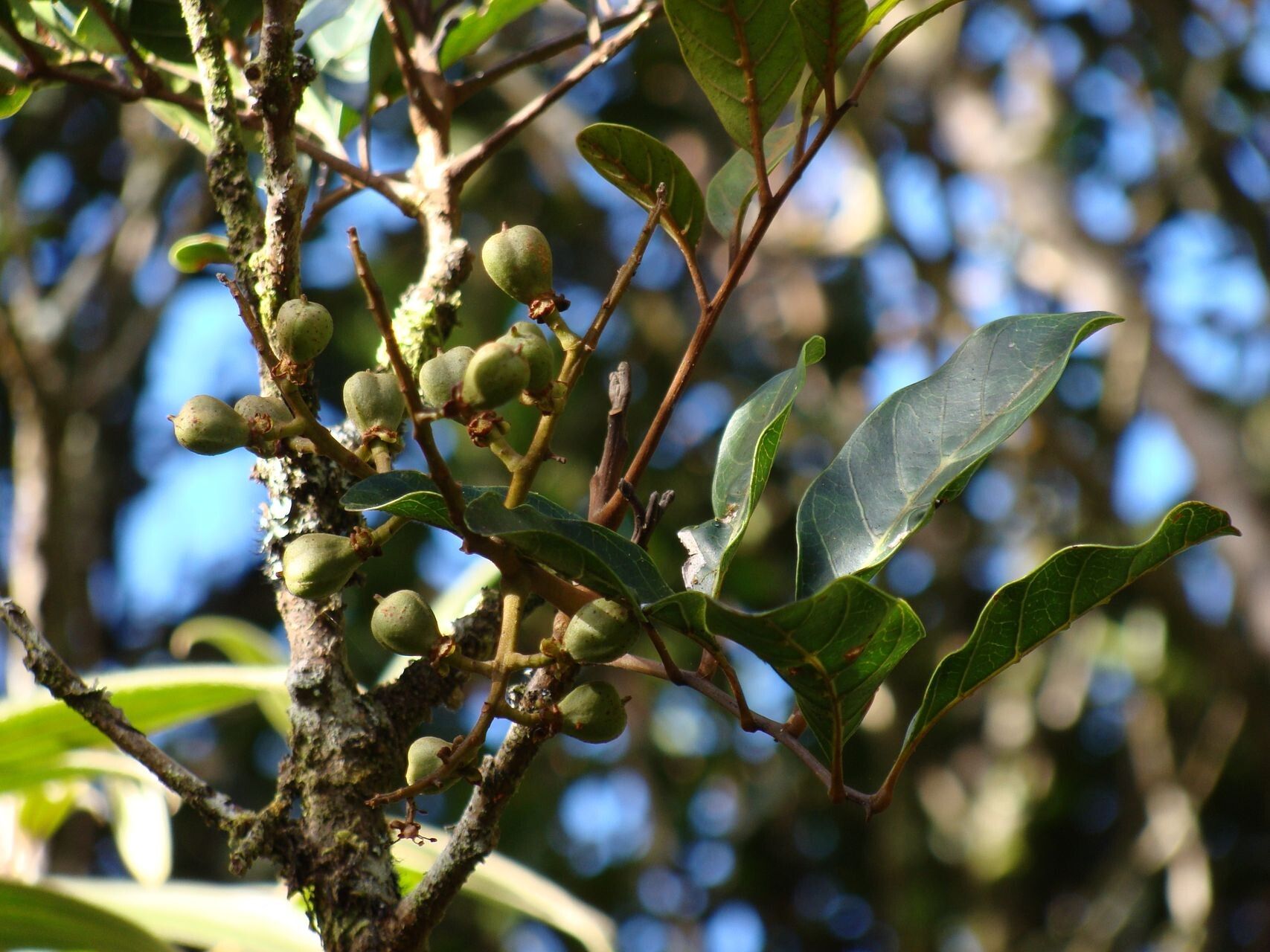 Cupaniopsis phalacrocarpa fruit