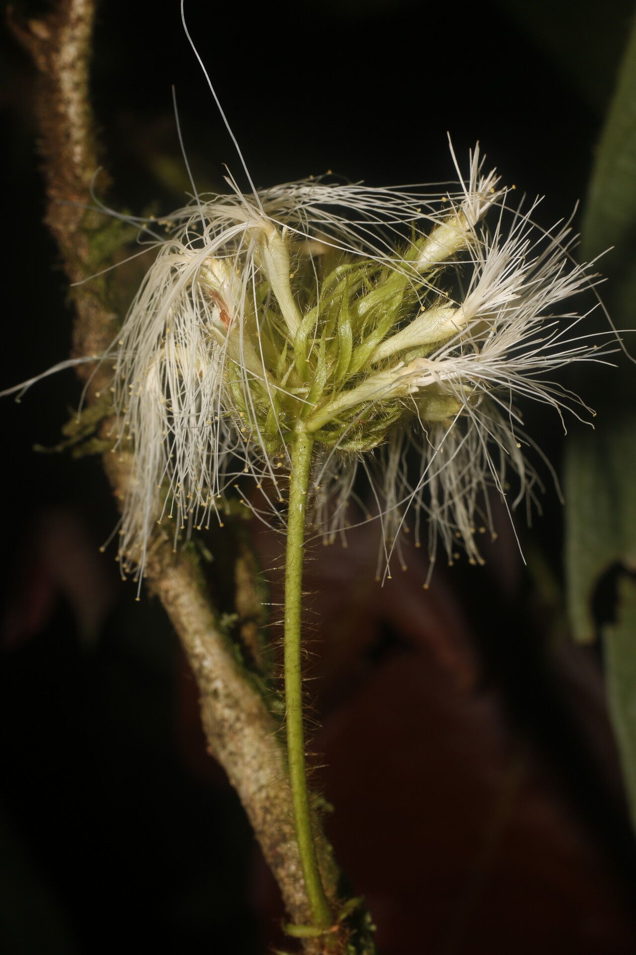 Inga tenuiloba fruit