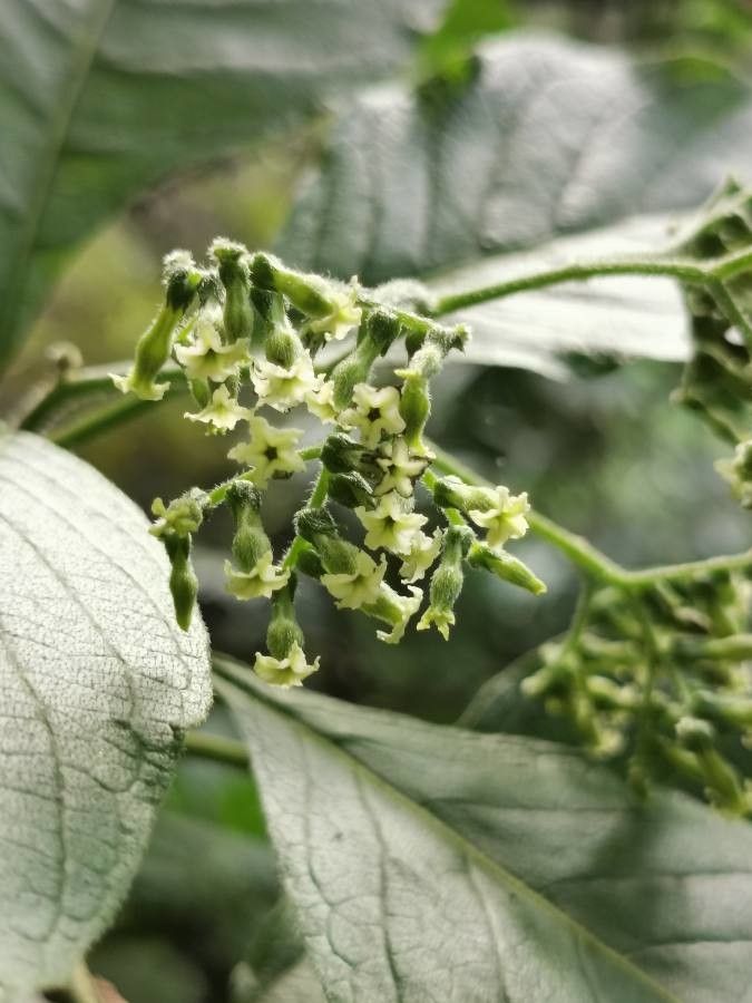 Tournefortia acutiflora flower