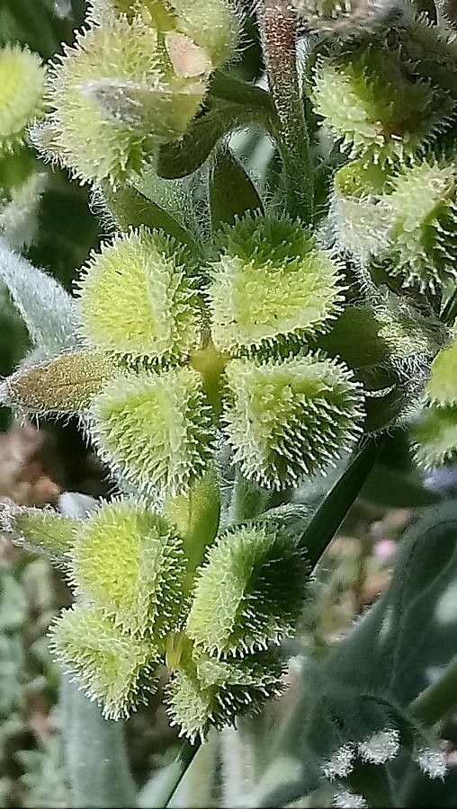 Cynoglossum cheirifolium fruit