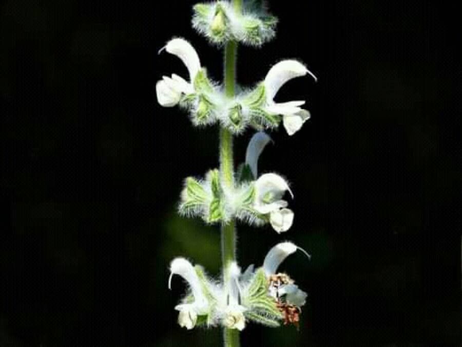 Salvia dominica flower