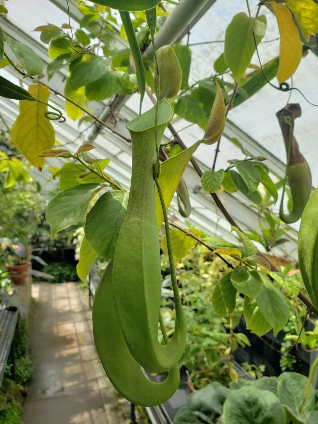 Nepenthes reinwardtiana leaf