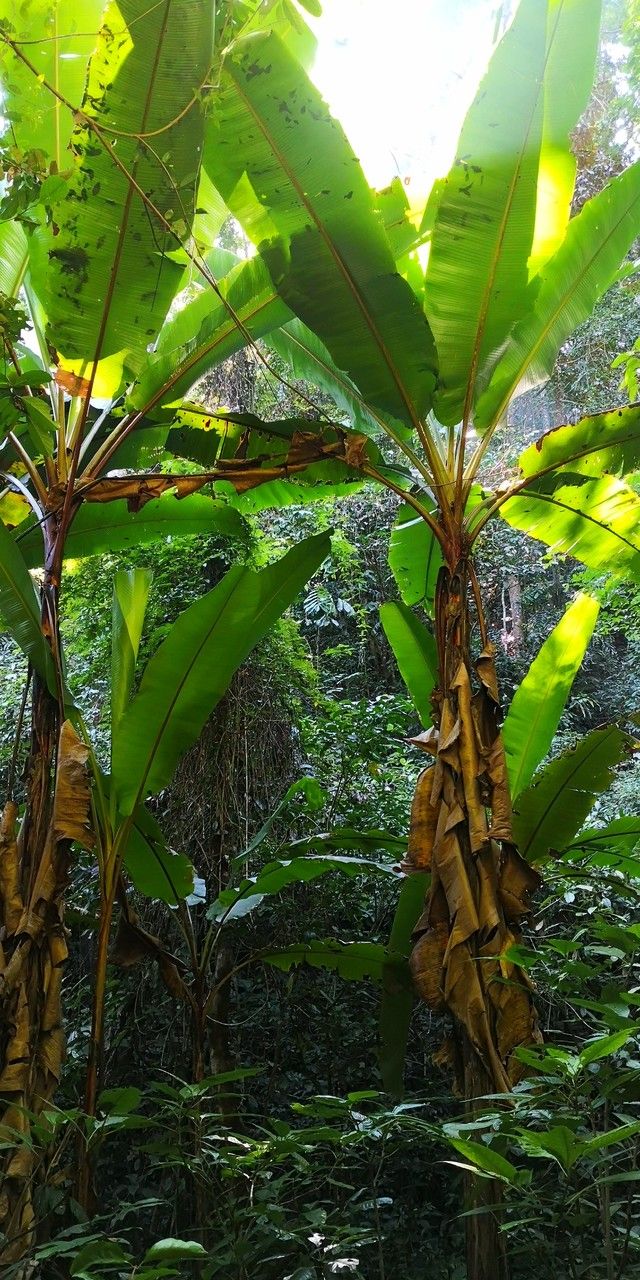 Musa zaifui — search result for 'Musa'