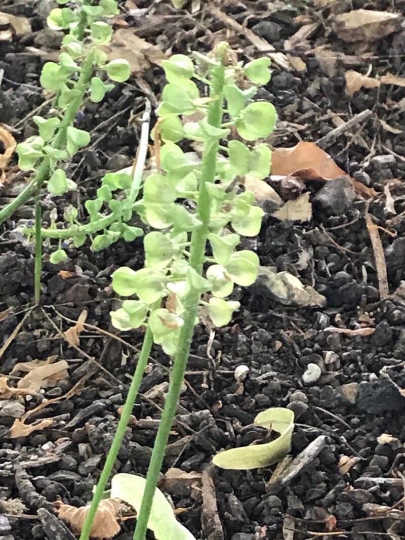Lepidium densiflorum flower