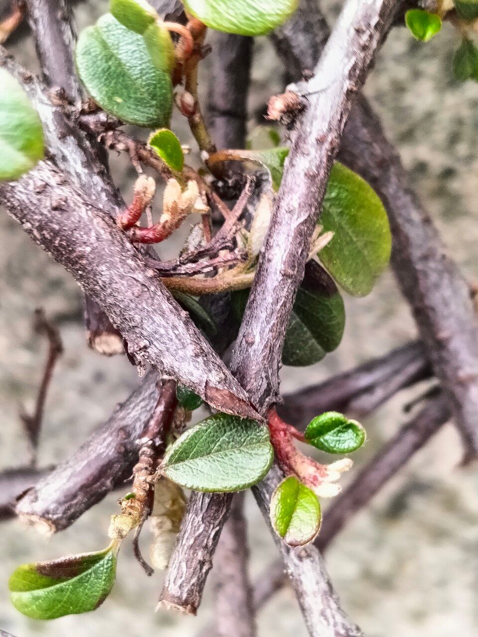 Cotoneaster simonsii bark
