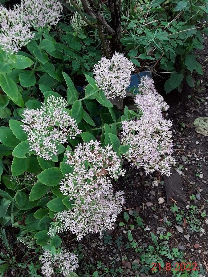 Sedum spectabile flower