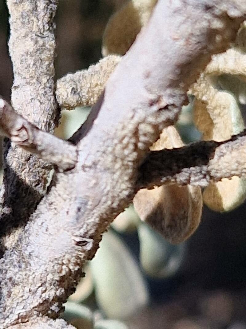 Shepherdia rotundifolia bark