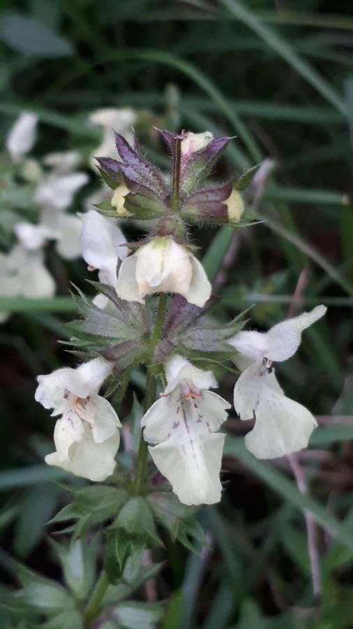 Stachys annua flower