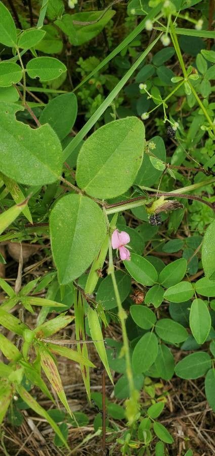 Galactia striata — houseplant care guide