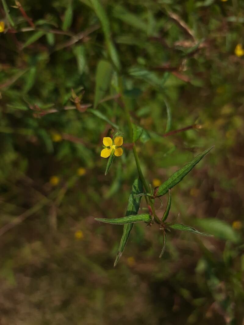 Ludwigia perennis flower
