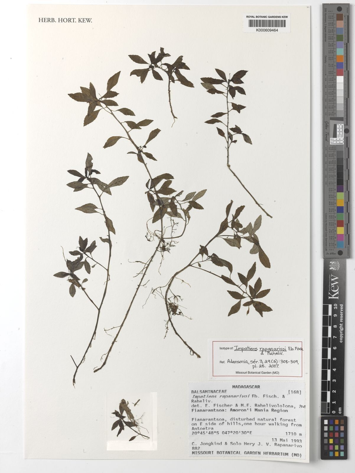 Impatiens rapanarivoi — houseplant care guide