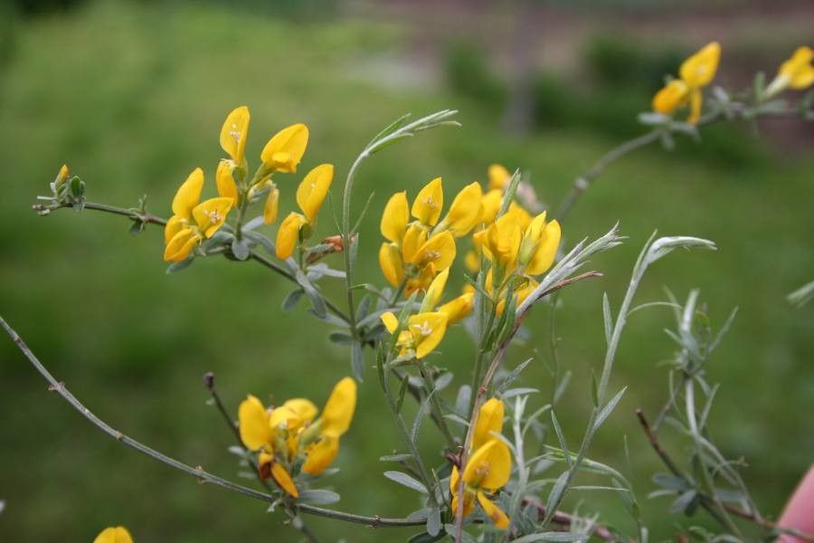 Genista tetragona — search result for 'Genista'