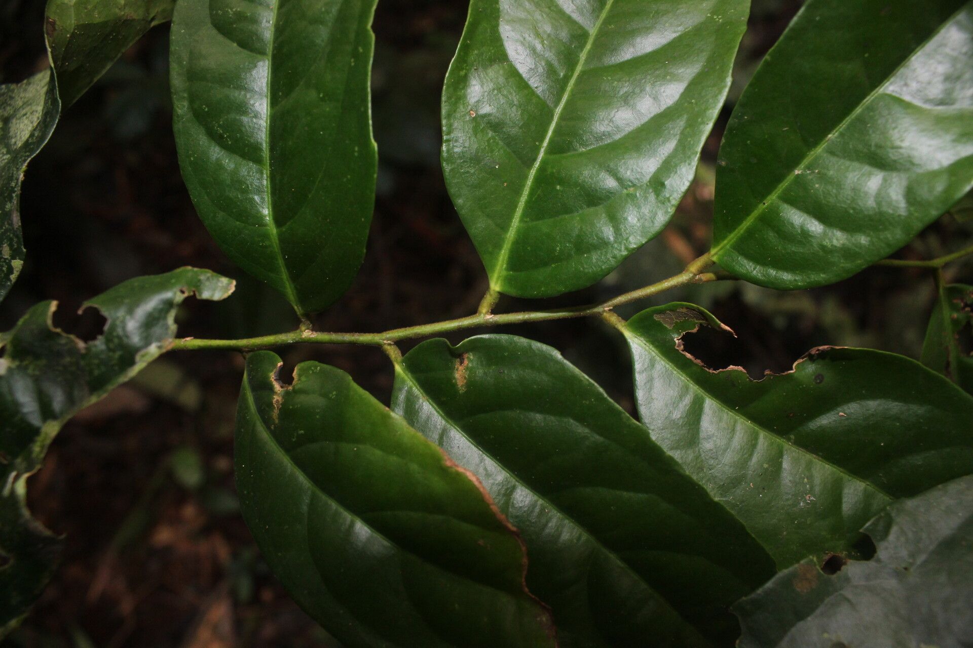 Drypetes polyantha leaf