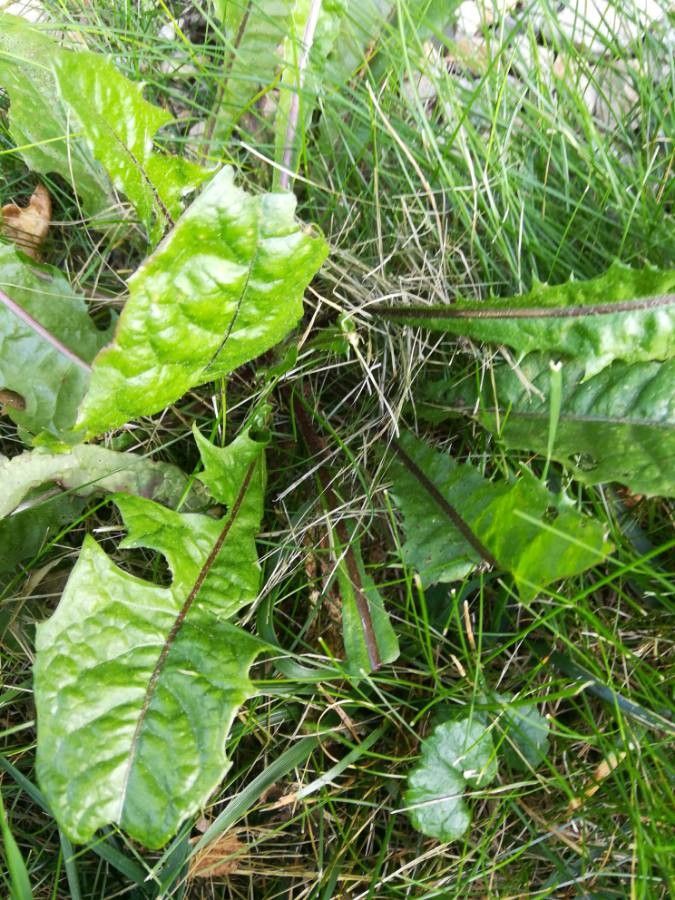 Taraxacum clemens habit