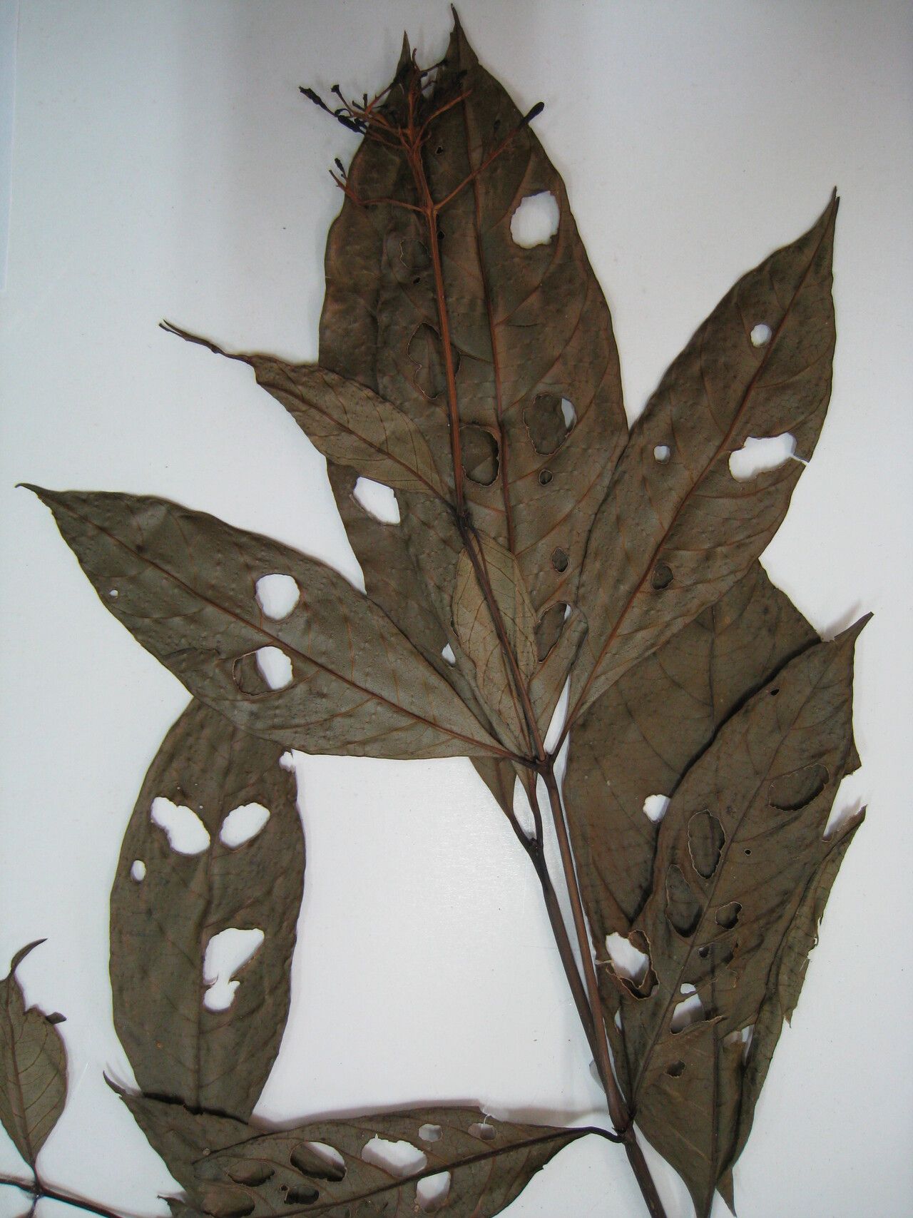 Palicourea croceoides — houseplant care guide