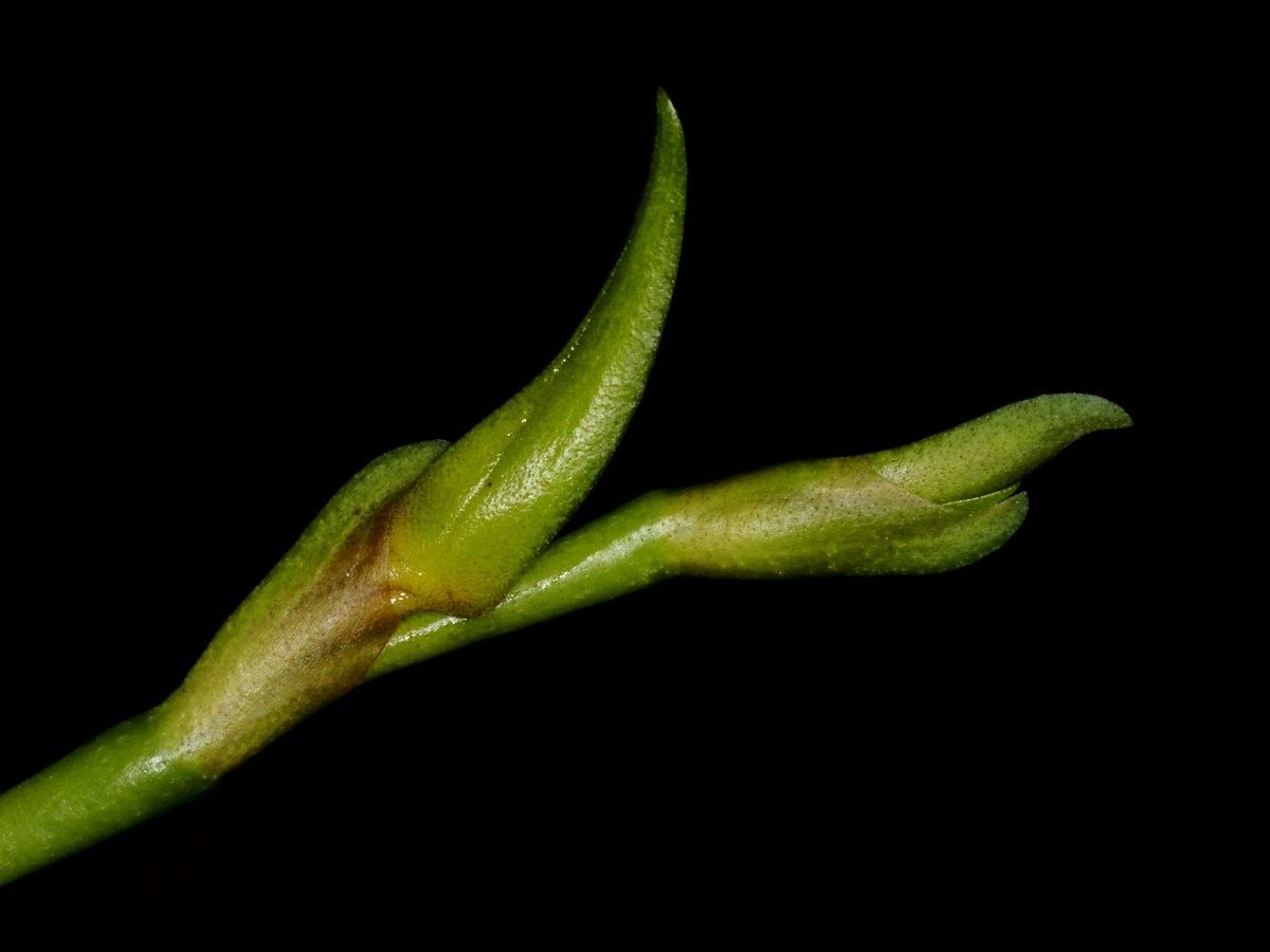 Bulbophyllum pachyanthum fruit
