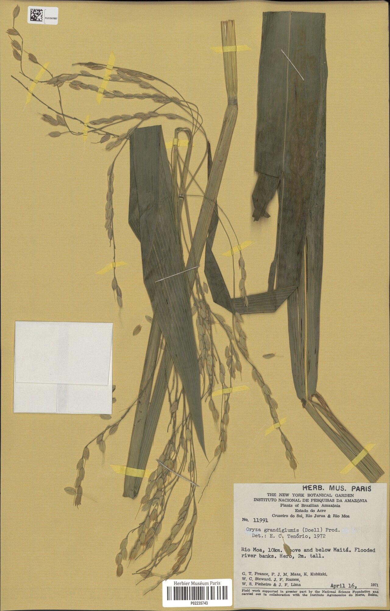 Oryza grandiglumis fruit