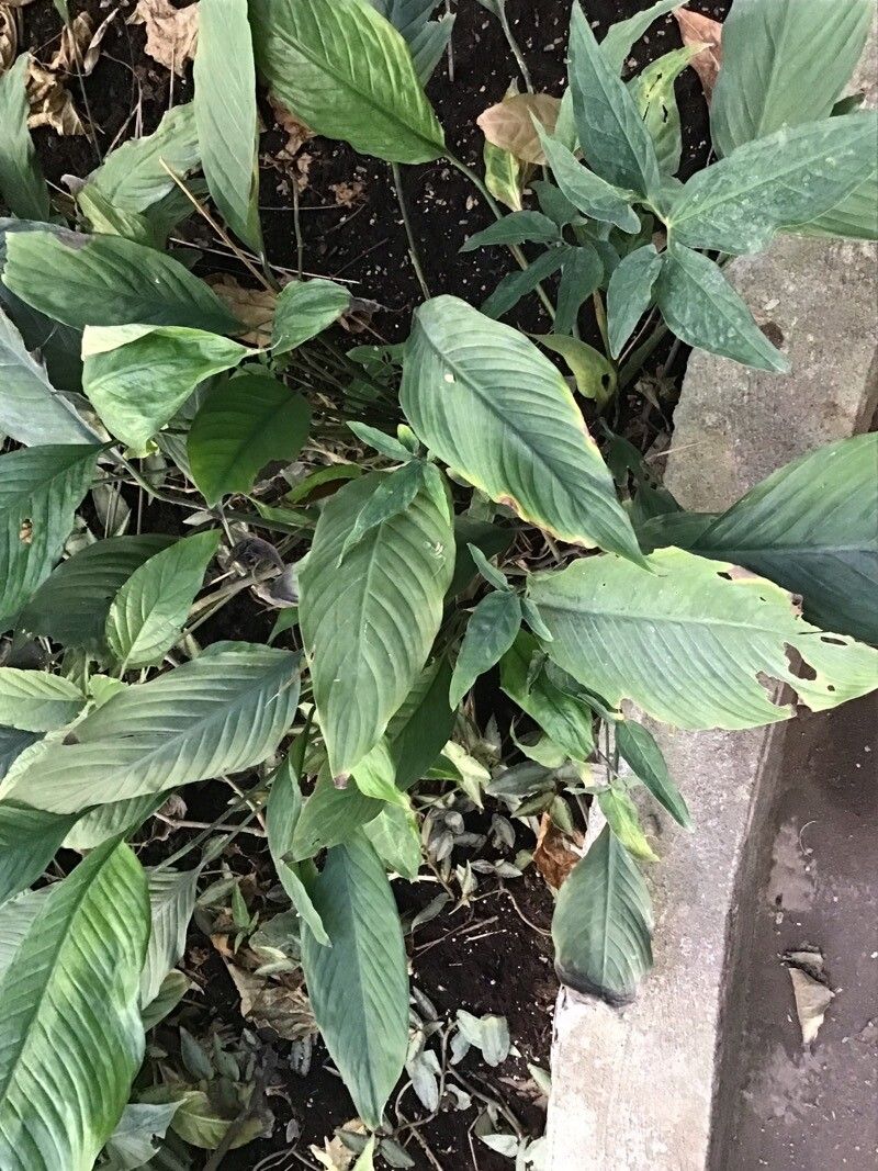 Spathiphyllum patinii leaf