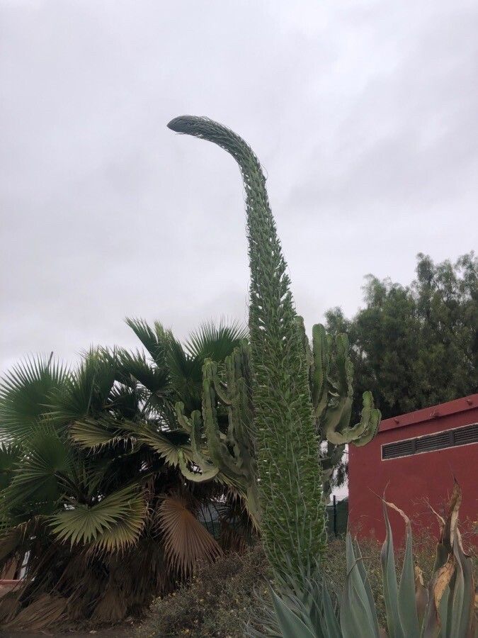 Echium wildpretii flower