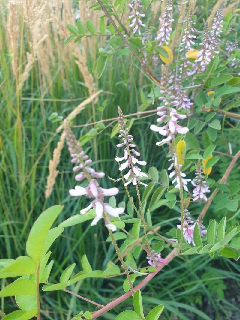 Indigofera amblyantha flower