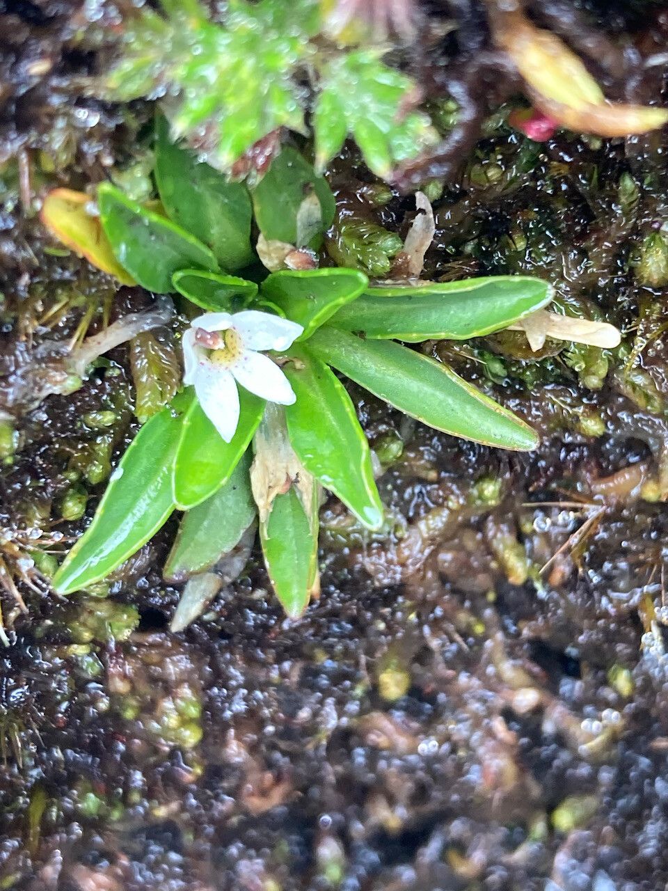 Lysipomia laciniata habit
