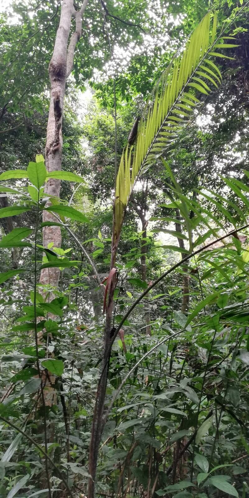 Laccosperma secundiflorum — houseplant care guide