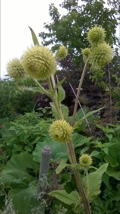 Dipsacus laciniatus flower