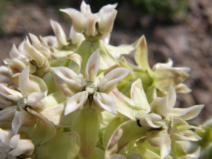 Asclepias lemmonii flower