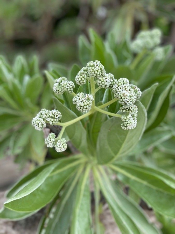 Tournefortia argentea flower