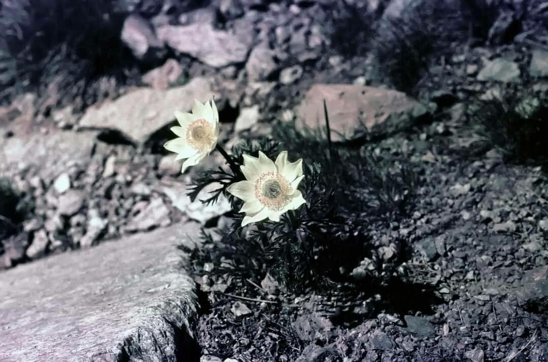 Anemone baldensis flower