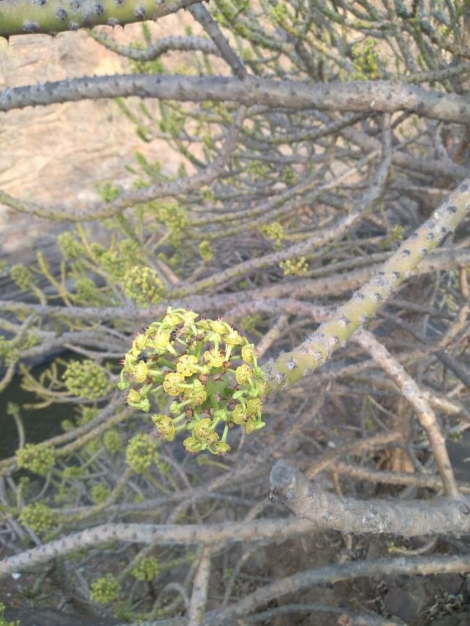 Viscum capense — search result for 'Namibia'