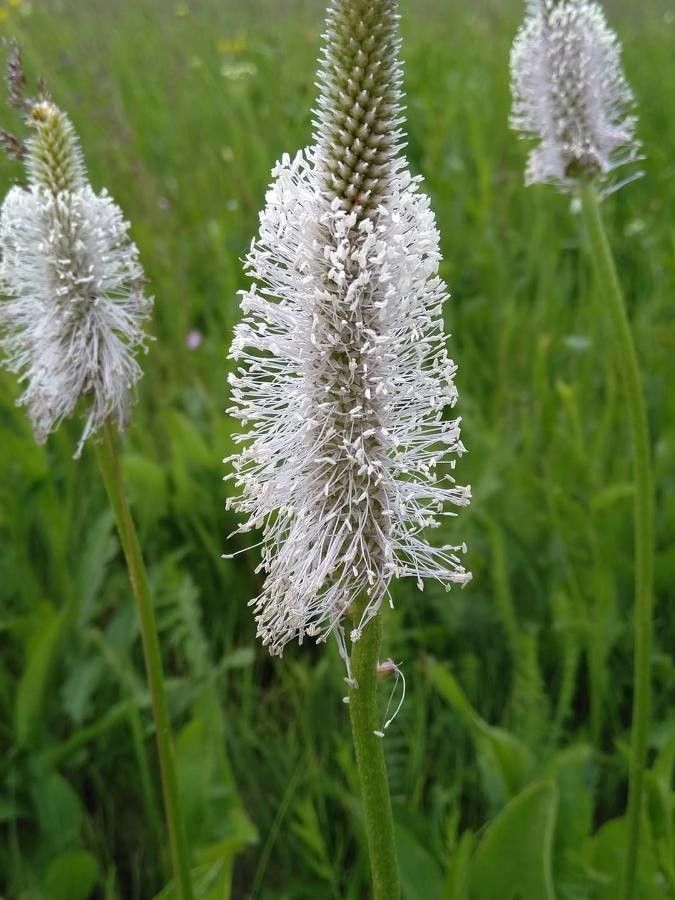 Plantago maxima flower
