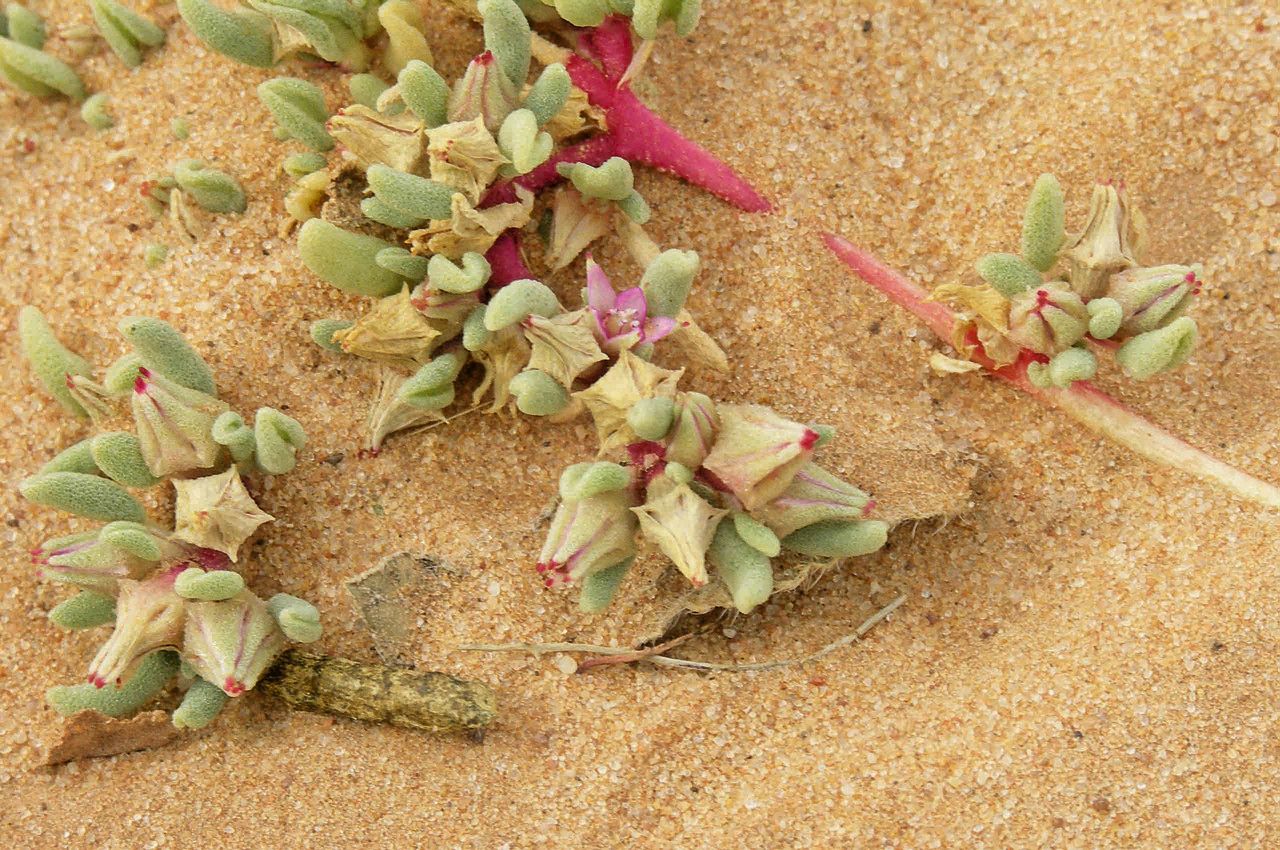 Sesuvium hydaspicum flower