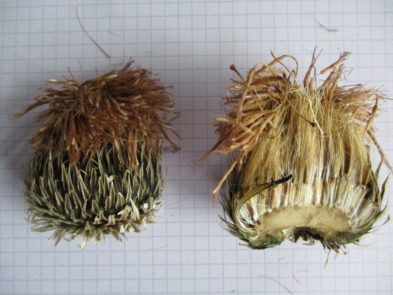 Rhaponticum centauroides fruit