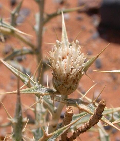 Atractylis serratuloides flower